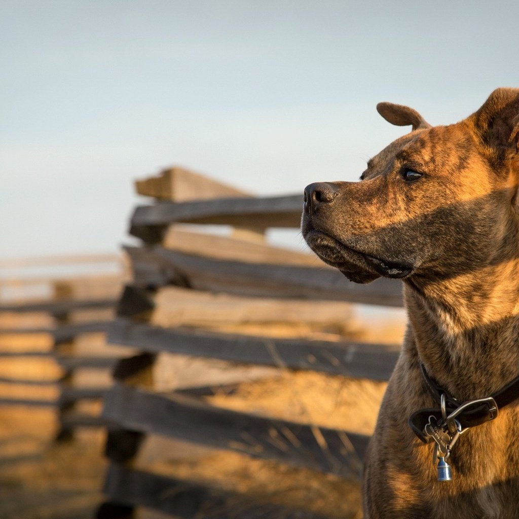 Обои морда, взгляд, забор, собака, питбультерьер, питбуль, face, look, the fence, dog, pit bull terrier, pit bull разрешение 1920x1080 Загрузить