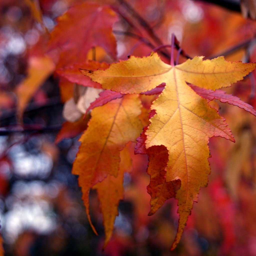 Обои природа, листья, осень, боке, nature, leaves, autumn, bokeh разрешение 1920x1200 Загрузить