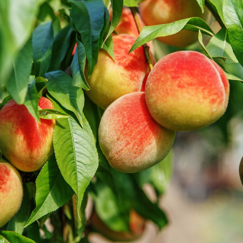 Обои дерево, листья, фрукты, плоды, персики, tree, leaves, fruit, peaches разрешение 2880x1800 Загрузить