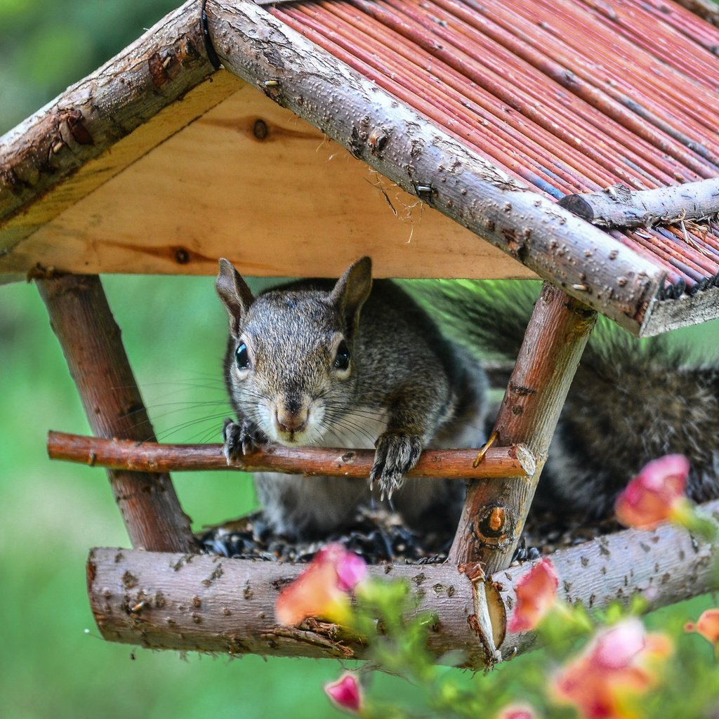 Обои цветы, домик, белка, белочка, кормушка, flowers, house, protein, squirrel, feeder разрешение 2048x1356 Загрузить