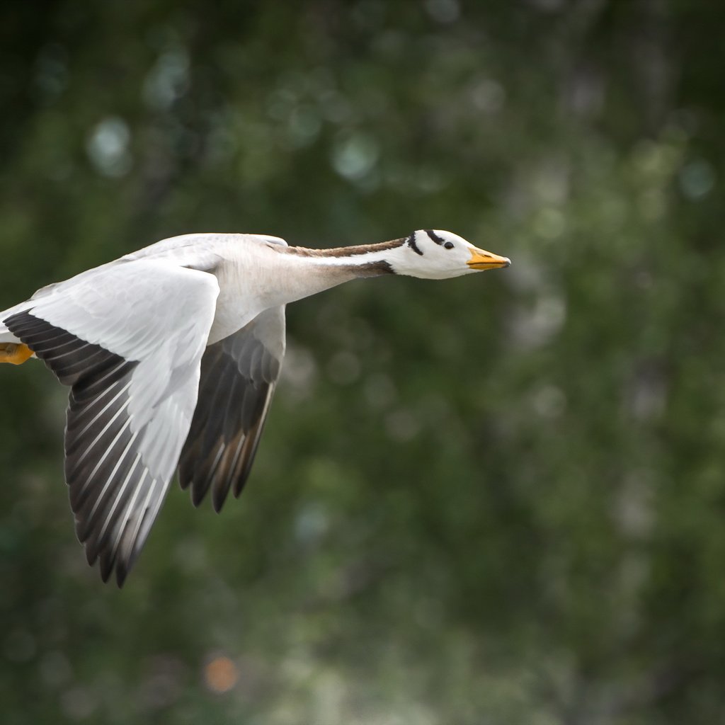 Обои природа, полет, крылья, птица, клюв, перья, гусь, nature, flight, wings, bird, beak, feathers, goose разрешение 2560x1709 Загрузить