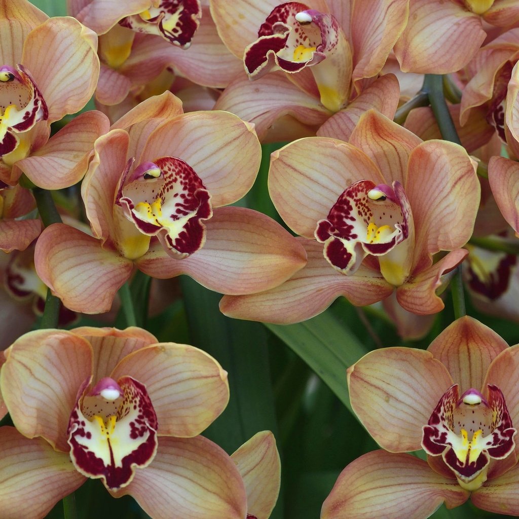 Обои цветы, макро, экзотика, орхидеи, flowers, macro, exotic, orchids разрешение 2048x1367 Загрузить