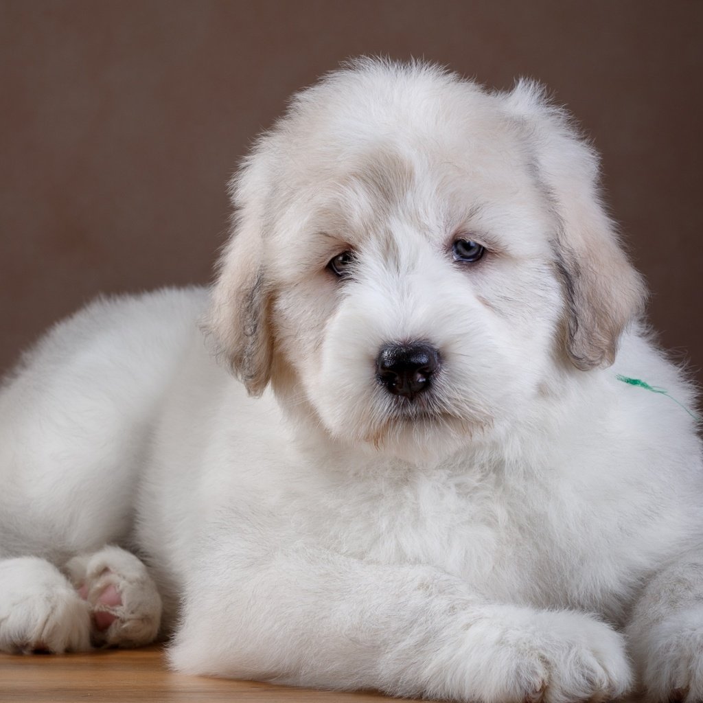 Обои собака, щенок, овчарка, южнорусская овчарка, dog, puppy, shepherd, the south russian shepherd dog разрешение 2880x1800 Загрузить