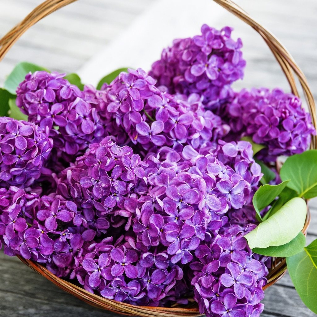 Обои цветы, весна, сирень, корзинка, flowers, spring, lilac, basket разрешение 2560x1600 Загрузить