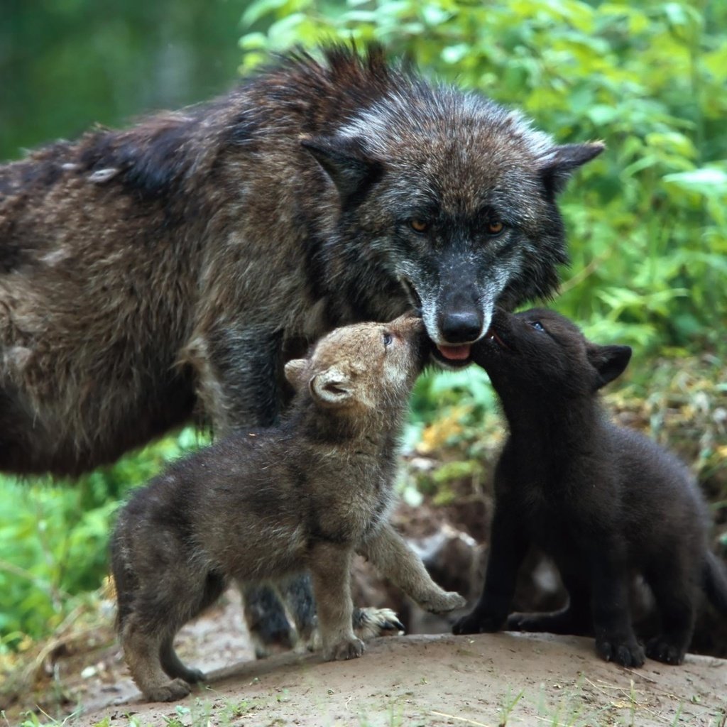 Обои семья, забота, волки, волк, волчица, детеныши, волчата, family, care, wolves, wolf, cubs, the cubs разрешение 1920x1280 Загрузить