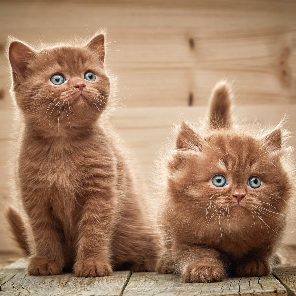 Обои взгляд, котята, двое, look, kittens, two разрешение 3872x3195 Загрузить