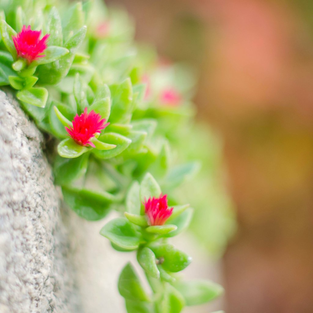 Обои макро, камень, растение, цветочки, очиток, macro, stone, plant, flowers, stonecrop разрешение 3840x2400 Загрузить