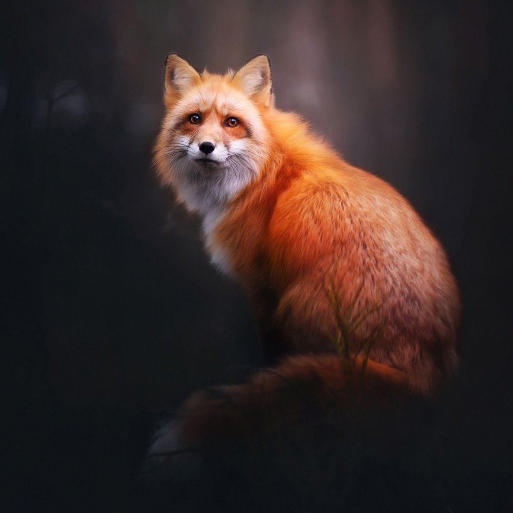 Обои природа, лес, фон, взгляд, лиса, лисица, nature, forest, background, look, fox разрешение 1920x1200 Загрузить