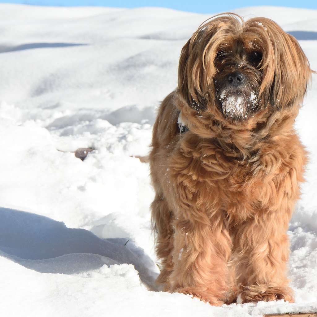 Обои снег, зима, мордочка, взгляд, собака, тибетский терьер, snow, winter, muzzle, look, dog, the tibetan terrier разрешение 2880x1800 Загрузить