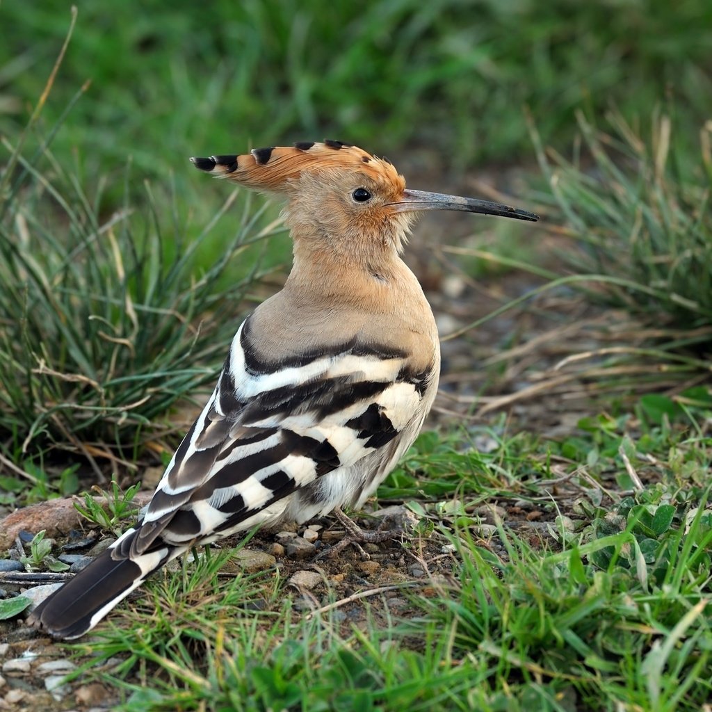 Обои трава, животные, птицы, клюв, перья, удод, grass, animals, birds, beak, feathers, hoopoe разрешение 2048x1363 Загрузить