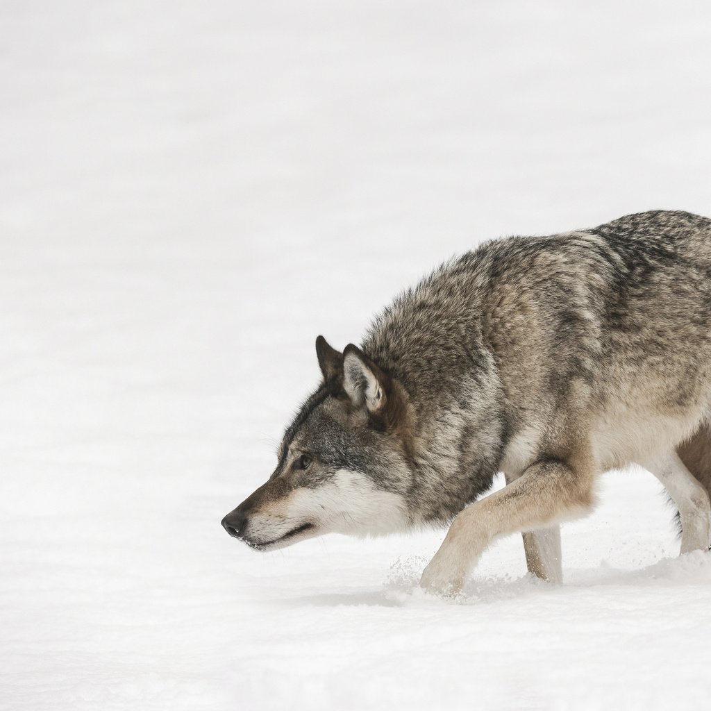Обои морда, снег, зима, взгляд, хищник, волк, face, snow, winter, look, predator, wolf разрешение 3840x2400 Загрузить