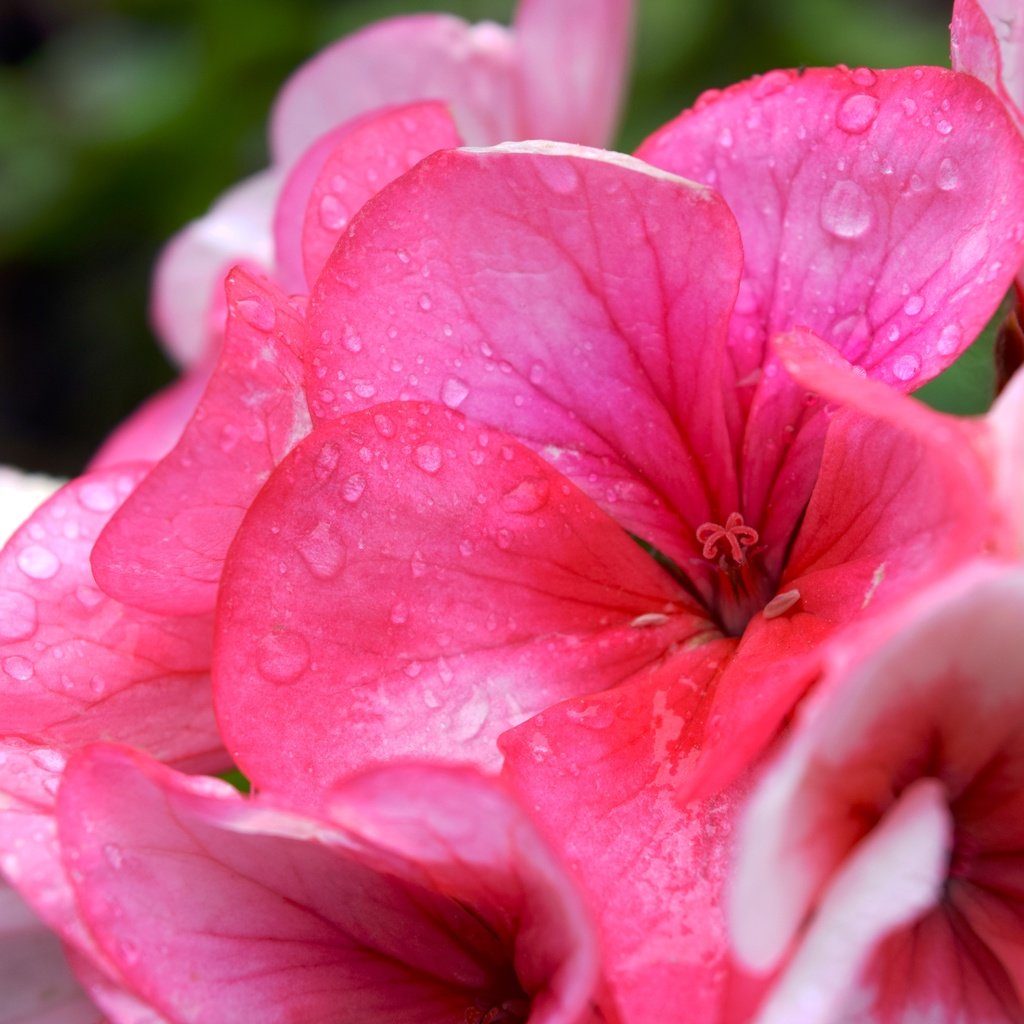 Обои цветок, лето, розовый, капли воды, герань, flower, summer, pink, water drops, geranium разрешение 6000x4000 Загрузить