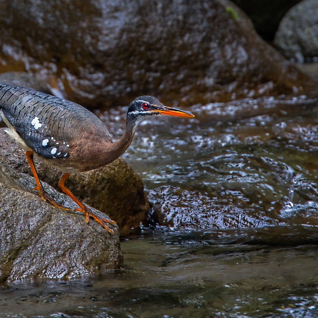 Обои ручей, камень, птица, клюв, цапля, солнечная цапля, stream, stone, bird, beak, heron, solar heron разрешение 1920x1136 Загрузить