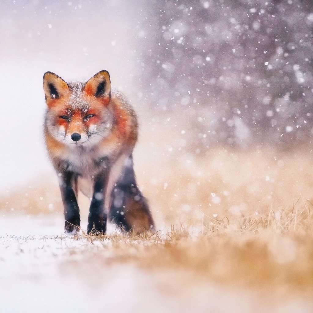 Обои трава, снег, зима, животные, лиса, лисица, хвост, grass, snow, winter, animals, fox, tail разрешение 2048x1366 Загрузить