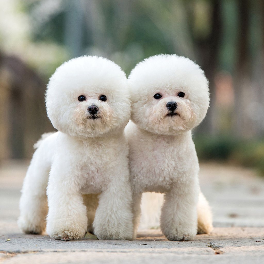 Обои взгляд, пудель, собаки, мордочки, бишон фризе, look, poodle, dogs, faces, bichon frise разрешение 1920x1200 Загрузить