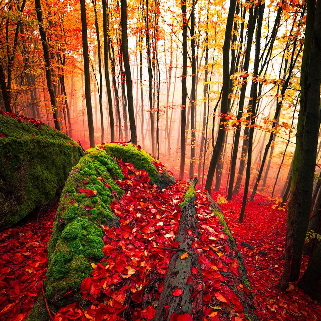 Обои деревья, лес, листья, стволы, осень, мох, trees, forest, leaves, trunks, autumn, moss разрешение 1920x1200 Загрузить