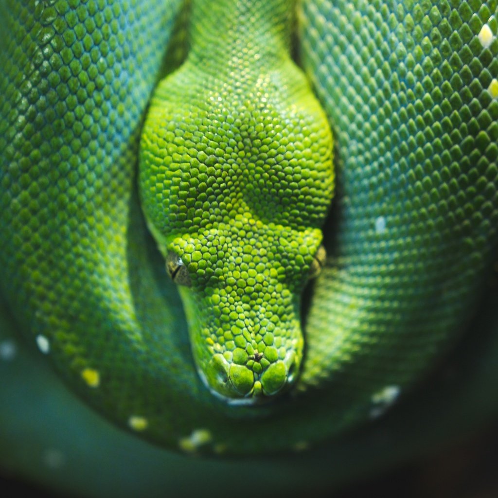 Обои змея, питон, рептилия, пресмыкающиеся, зеленый питон, древесный питон, snake, python, reptile, reptiles разрешение 3840x2160 Загрузить