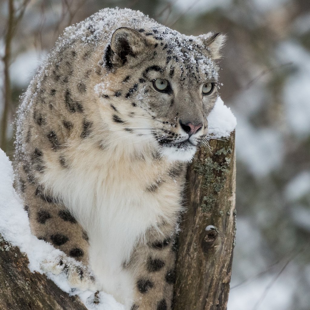 Обои снег, зима, снежный барс, ирбис, барс, дикая кошка, snow, winter, snow leopard, irbis, bars, wild cat разрешение 2560x1600 Загрузить