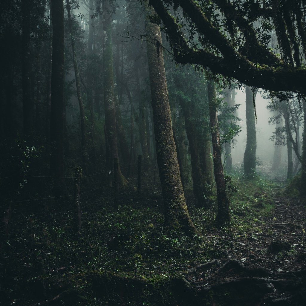 Обои деревья, лес, туман, листва, oncol park, trees, forest, fog, foliage разрешение 6000x4000 Загрузить