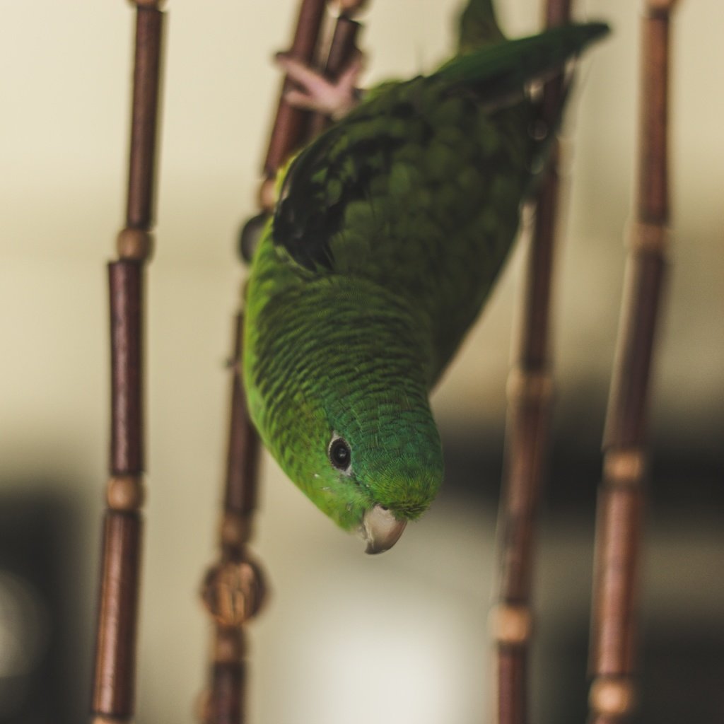 Обои зелёный, птица, клетка, попугай, green, bird, cell, parrot разрешение 5184x3456 Загрузить