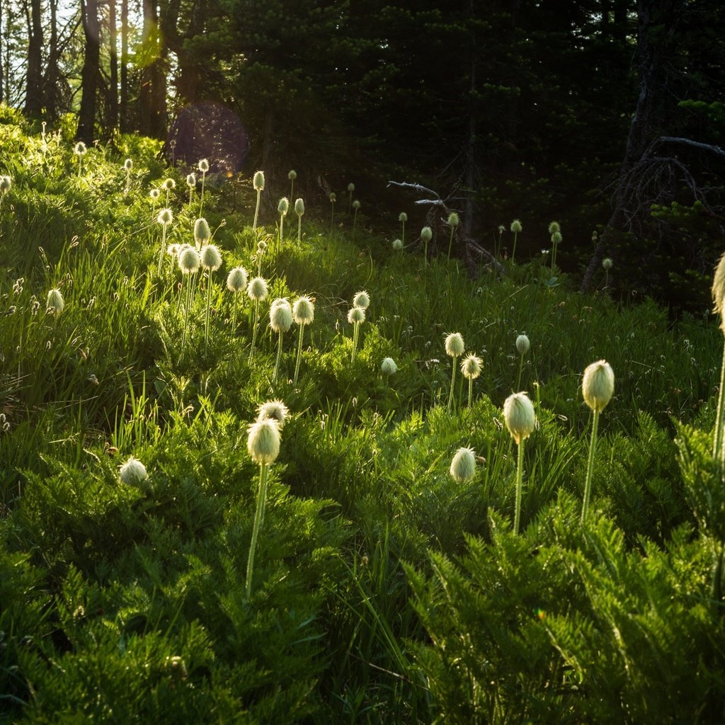 Обои цветы, трава, природа, растения, flowers, grass, nature, plants разрешение 2048x1367 Загрузить