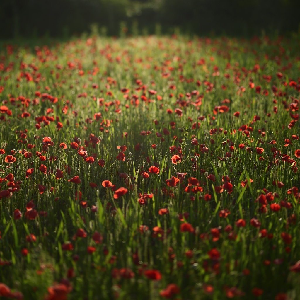 Обои цветы, поле, красные, маки, flowers, field, red, maki разрешение 2100x1398 Загрузить