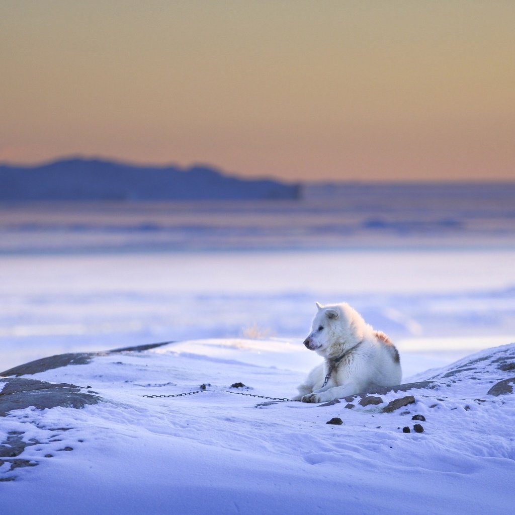 Обои снег, природа, зима, собака, друг, пес, snow, nature, winter, dog, each разрешение 2560x1707 Загрузить