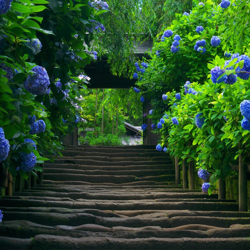 Обои цветы, природа, лестница, кусты, япония, растение, гортензия, flowers, nature, ladder, the bushes, japan, plant, hydrangea разрешение 1920x1080 Загрузить