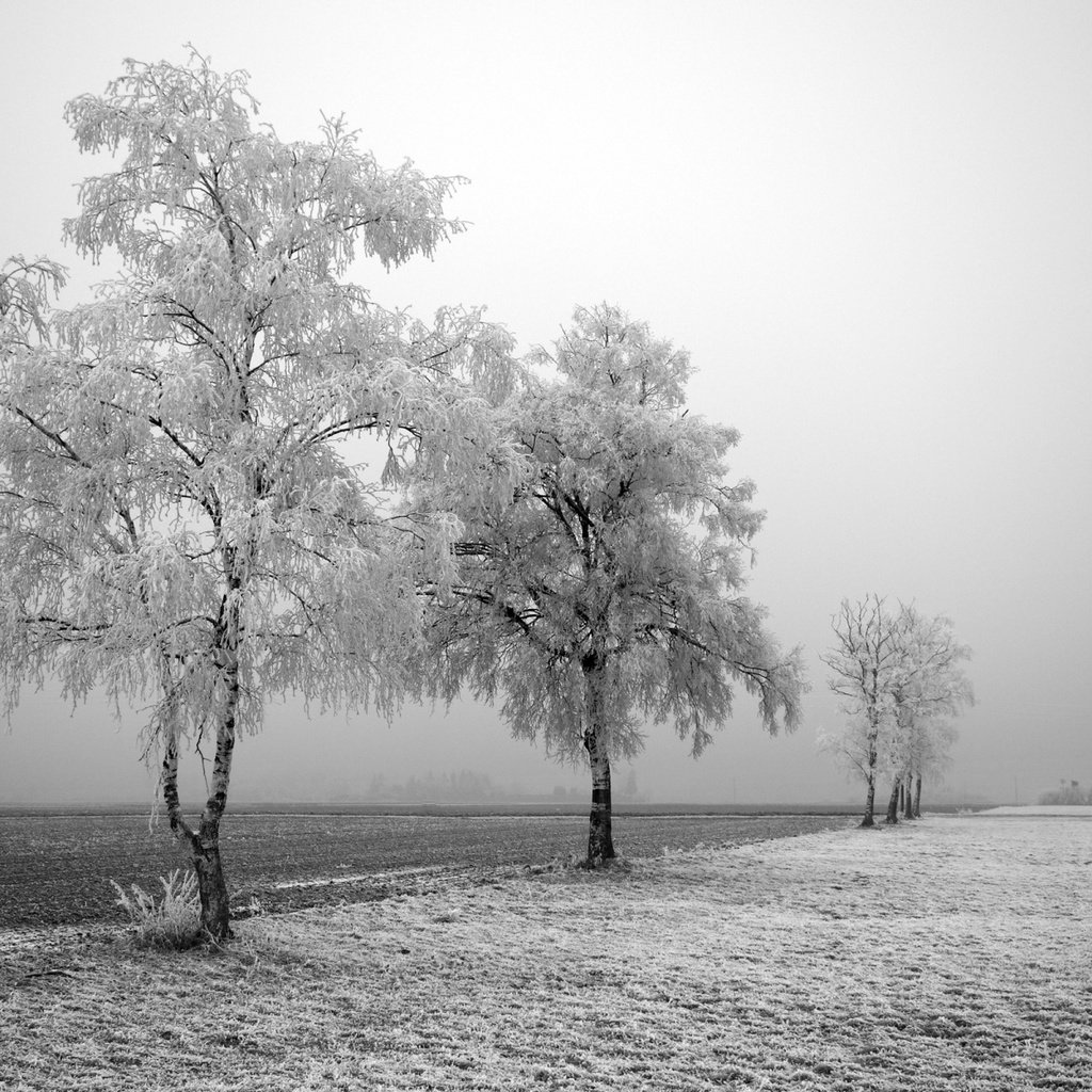 Обои дорога, деревья, снег, зима, поле, березы, иней, road, trees, snow, winter, field, birch, frost разрешение 1920x1200 Загрузить