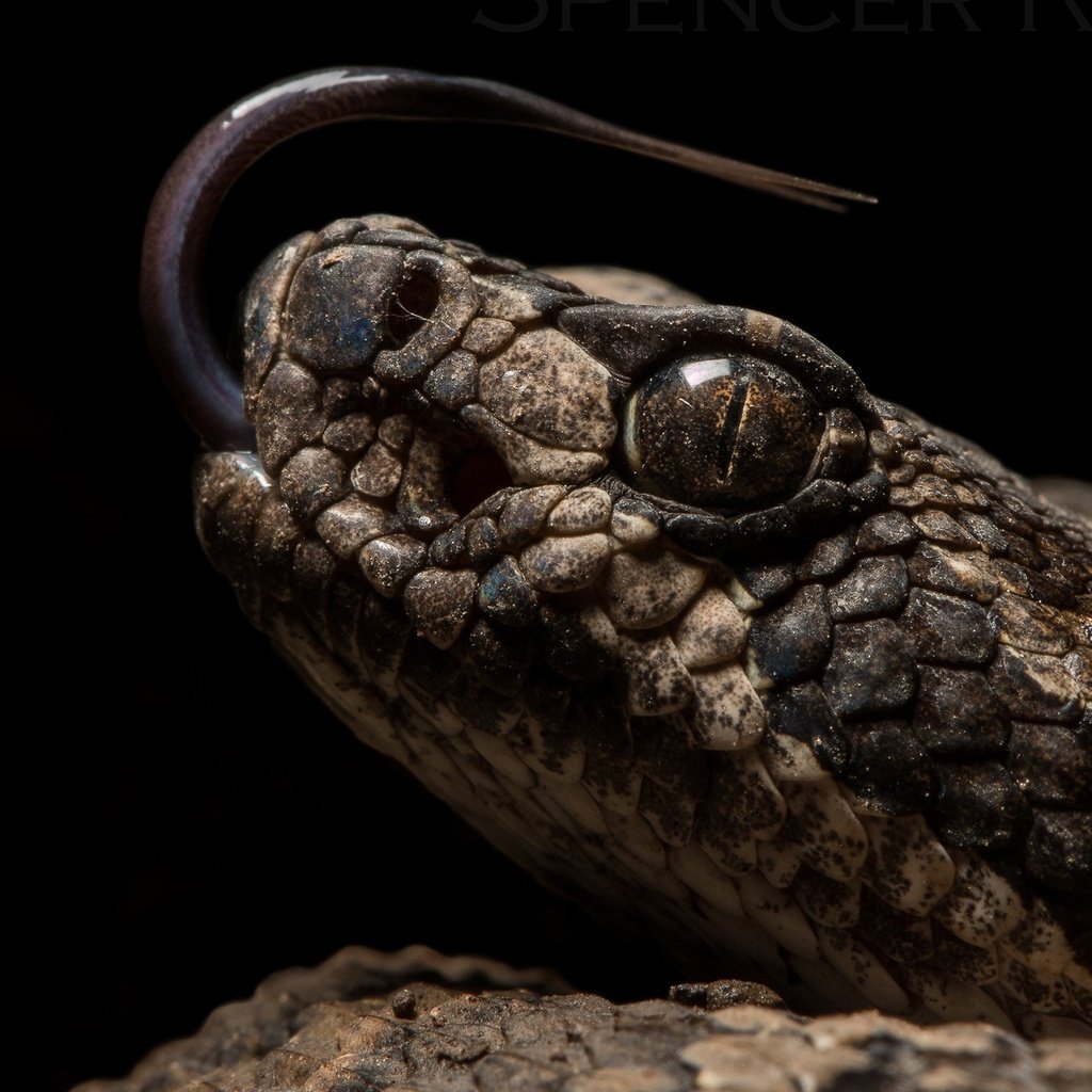 Обои змея, черный фон, рептилия, пресмыкающиеся, snake, black background, reptile, reptiles разрешение 2560x1600 Загрузить