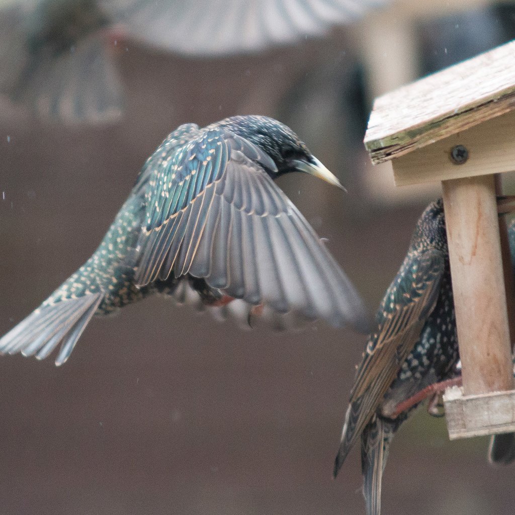 Обои крылья, птицы, клюв, перья, скворец, кормушка, wings, birds, beak, feathers, starling, feeder разрешение 2560x1440 Загрузить