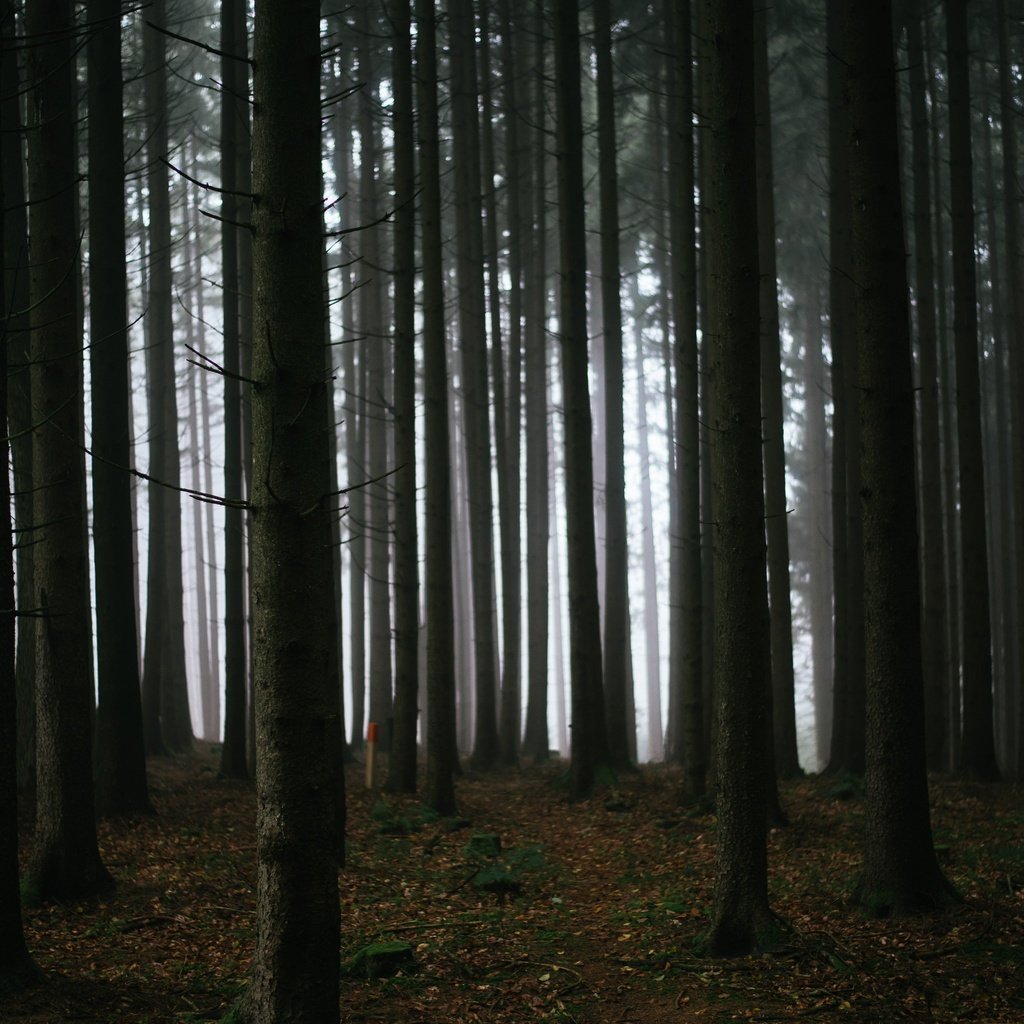 Обои деревья, лес, туман, темнота, trees, forest, fog, darkness разрешение 6016x4016 Загрузить