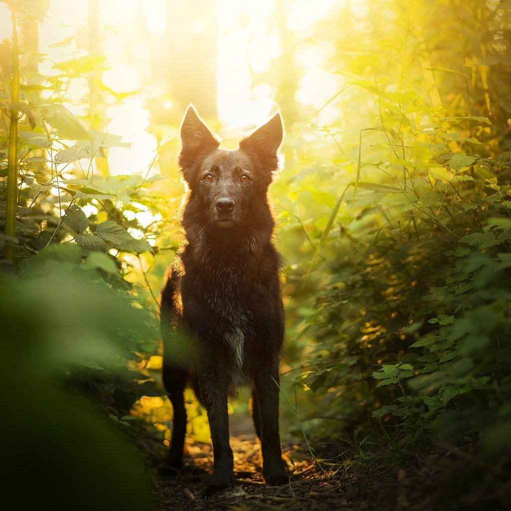 Обои зелень, мордочка, взгляд, собака, боке, элина, greens, muzzle, look, dog, bokeh, elina разрешение 2048x1367 Загрузить