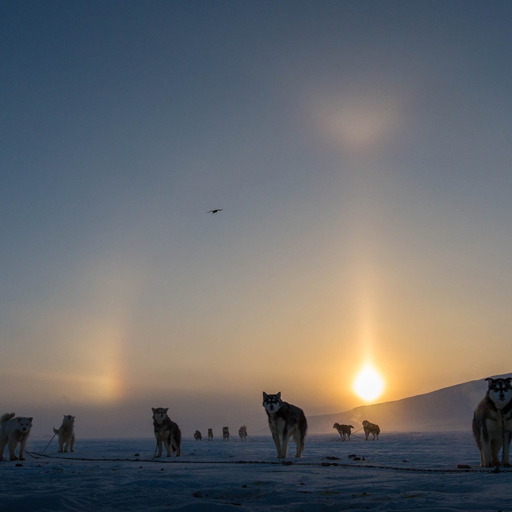 Обои солнце, снег, зима, туман, канада, собаки, аляскинский маламут, clare kines, the sun, snow, winter, fog, canada, dogs, alaskan malamute разрешение 1920x1080 Загрузить