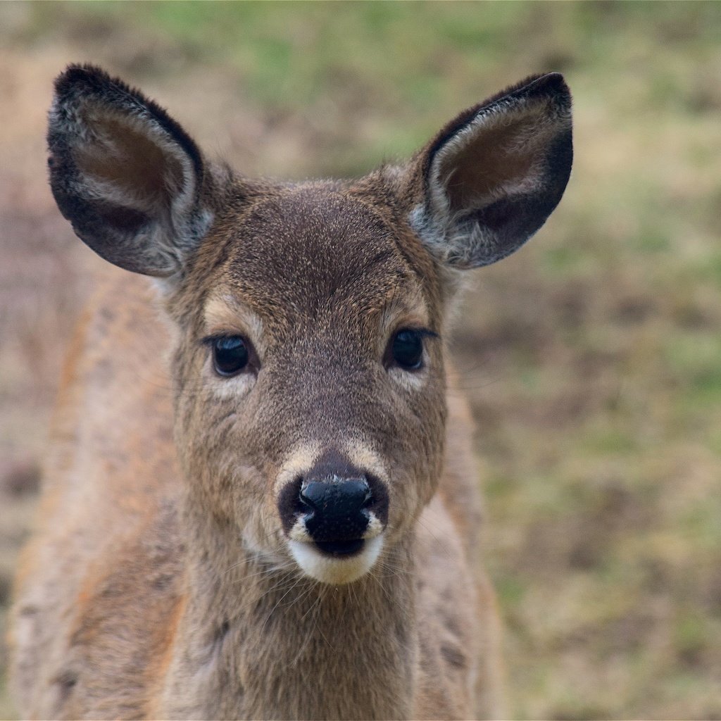 Обои морда, олень, взгляд, уши, face, deer, look, ears разрешение 4496x3000 Загрузить