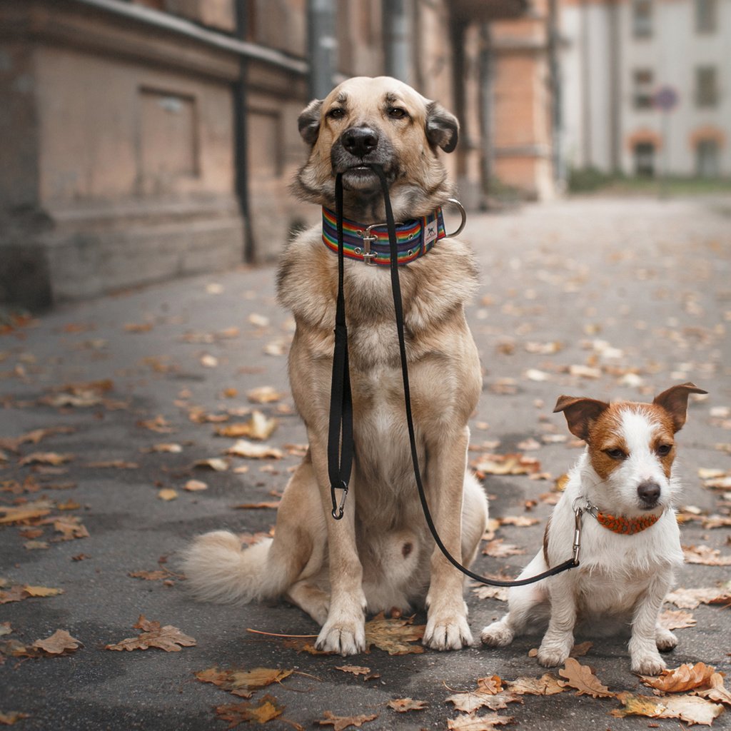 Обои прогулка, ошейник, собаки, поводок, осенние листья, walk, collar, dogs, leash, autumn leaves разрешение 1920x1200 Загрузить