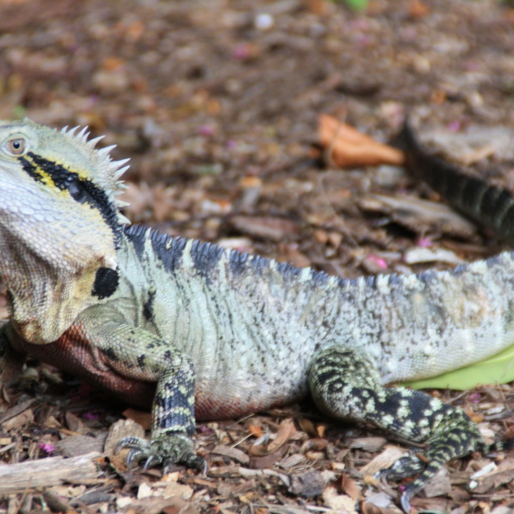 Обои ящерица, австралия, рептилия, игуана, lizard, australia, reptile, iguana разрешение 3888x2592 Загрузить