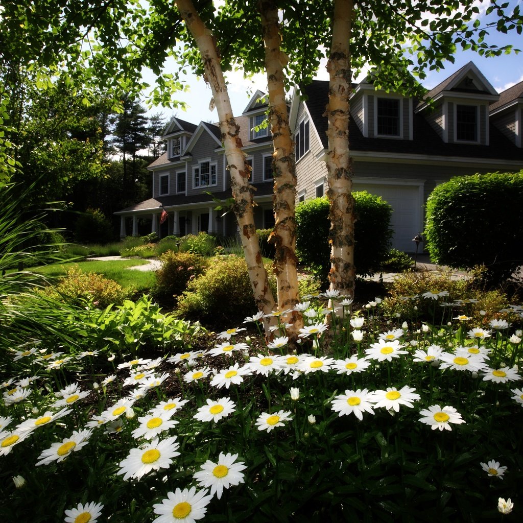 Обои цветы, трава, деревья, сад, дом, ромашки, лужайка, коттедж, flowers, grass, trees, garden, house, chamomile, lawn, cottage разрешение 4000x2776 Загрузить