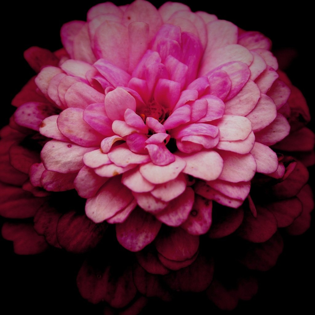 Обои макро, цветок, лепестки, розовый, хризантема, маргаритка, macro, flower, petals, pink, chrysanthemum, daisy разрешение 5472x3648 Загрузить