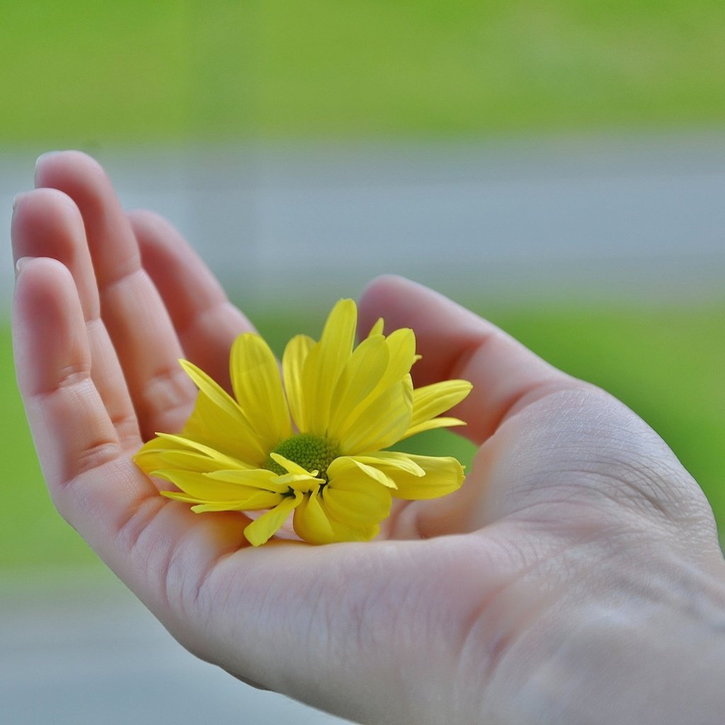 Обои желтый, рука, цветок, лепестки, пальцы, ладонь, yellow, hand, flower, petals, fingers, palm разрешение 4928x3264 Загрузить