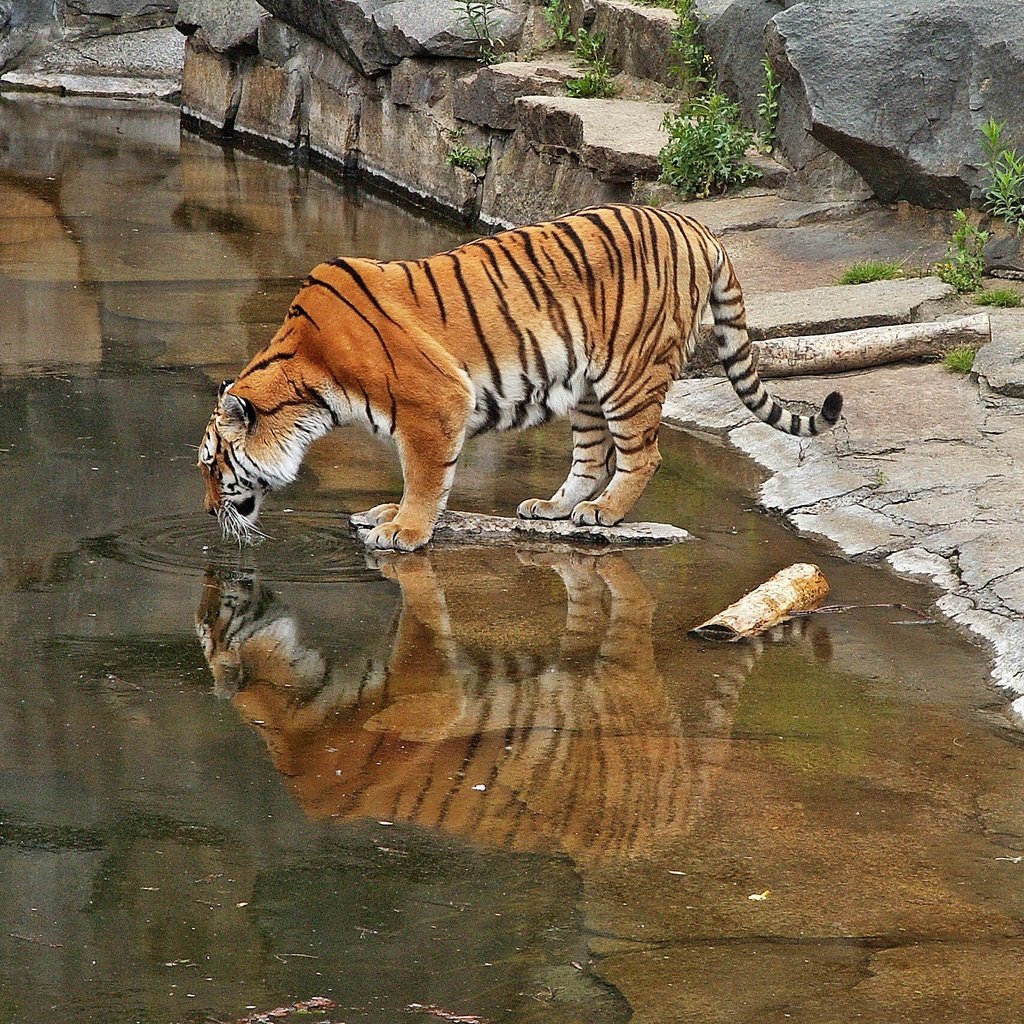 Обои тигр, большая кошка, зоопарк, tiger, big cat, zoo разрешение 2272x1704 Загрузить
