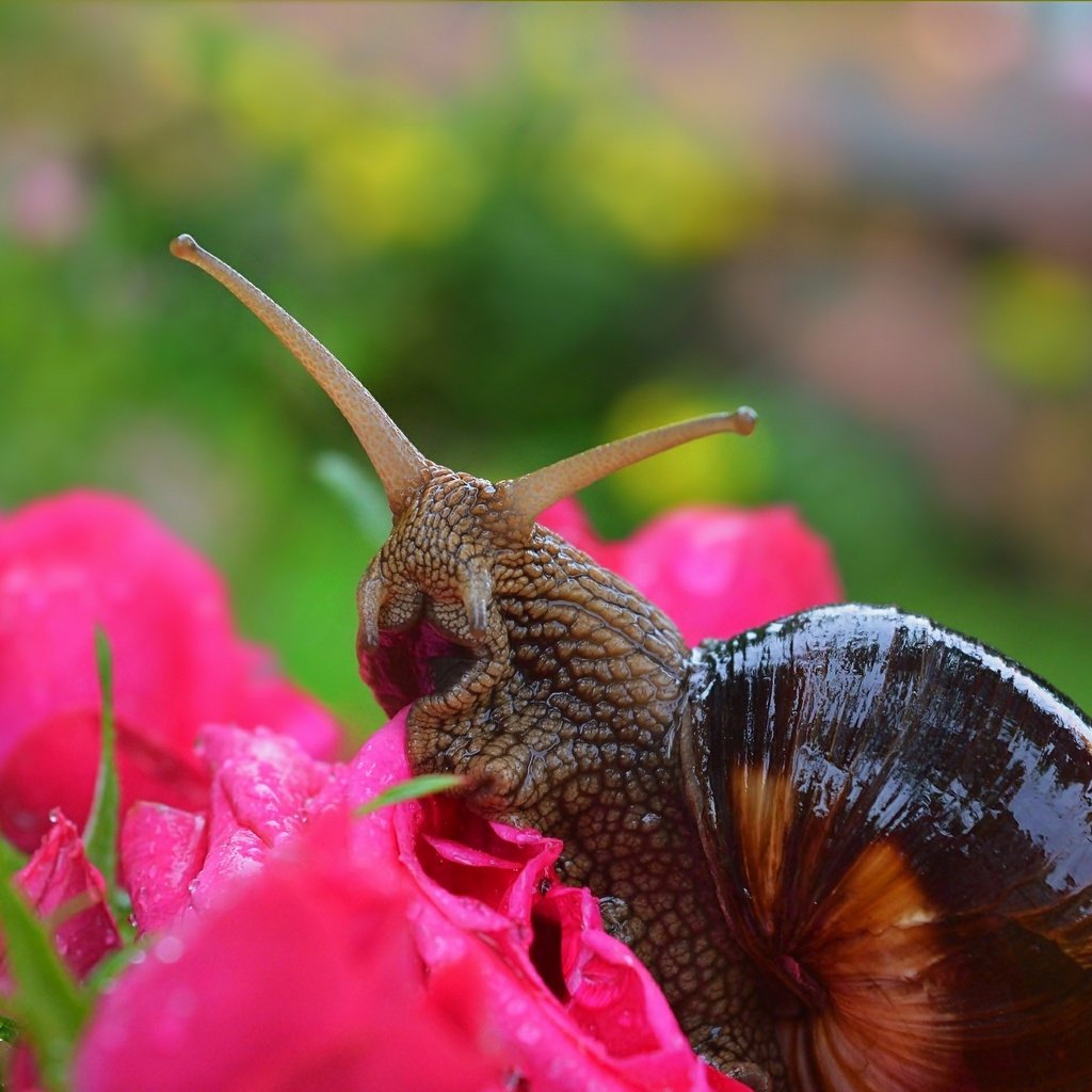 Обои цветы, макро, розы, улитка,  , flowers, macro, roses, snail разрешение 3004x1901 Загрузить