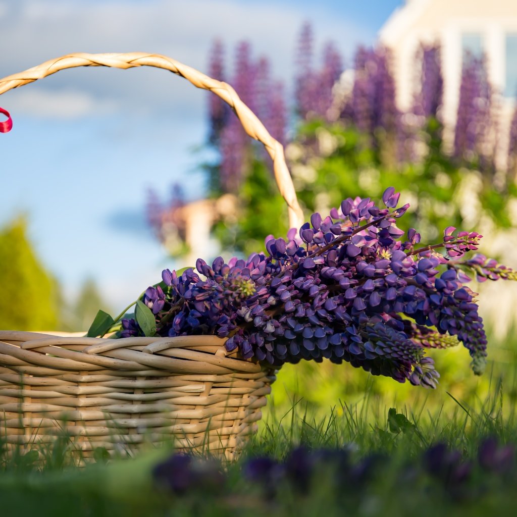 Обои цветы, трава, лаванда, корзина, сиреневые, flowers, grass, lavender, basket, lilac разрешение 5472x3648 Загрузить