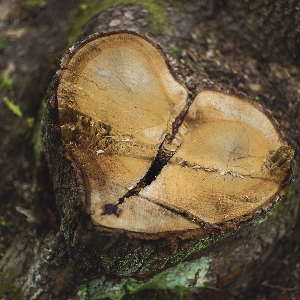 Обои природа, дерево, фон, сердце, пень, пенек, nature, tree, background, heart, stump разрешение 2048x1365 Загрузить