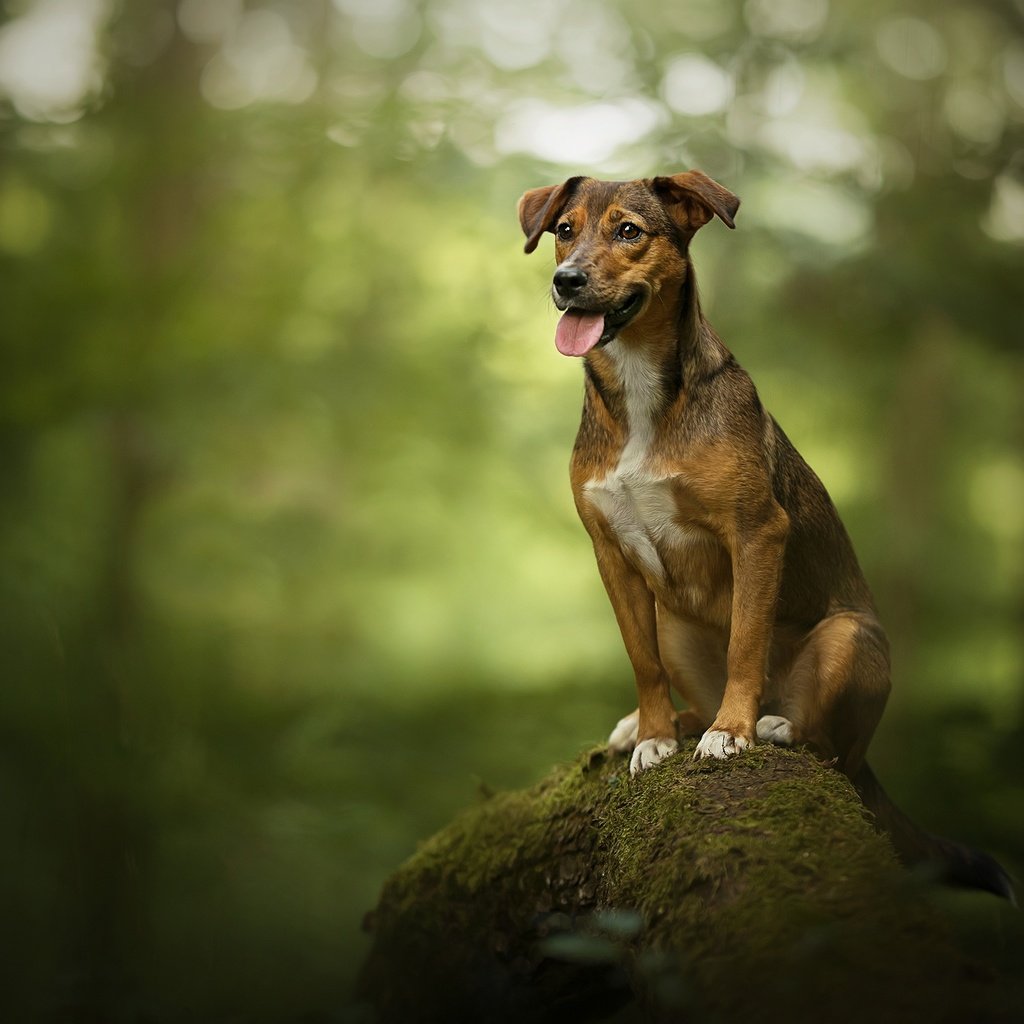 Обои дерево, собака, камень, мох, язык, боке, родезийский риджбек, tree, dog, stone, moss, language, bokeh, rhodesian ridgeback разрешение 2048x1367 Загрузить