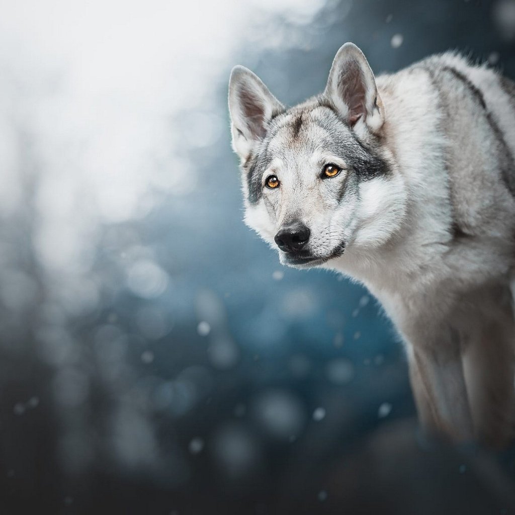 Обои снег, волчья собака, лес, зима, фон, взгляд, собака, снегопад, волчья собака сарлоса, snow, wolf dog, forest, winter, background, look, dog, snowfall, wolf dog is a sarloos passed away разрешение 2048x1152 Загрузить