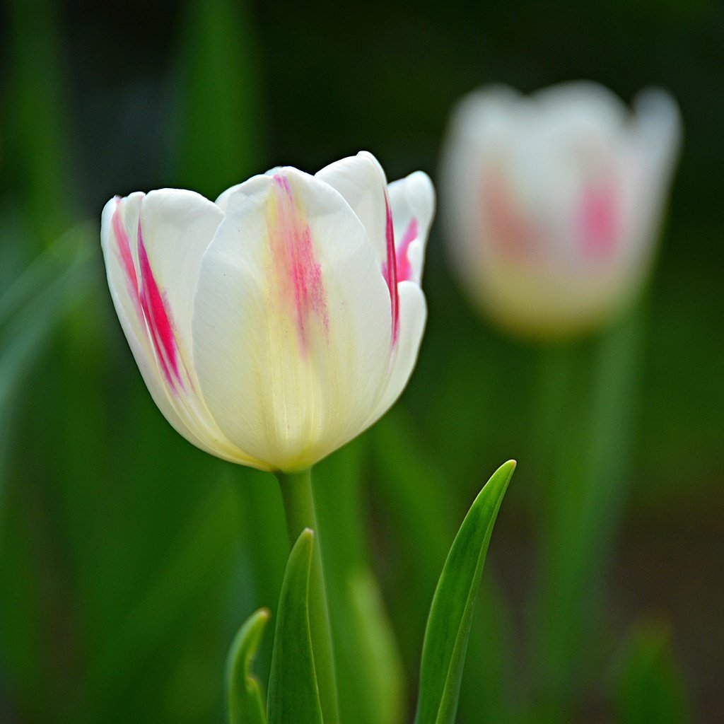 Обои весна, тюльпаны, spring, tulips разрешение 6000x4000 Загрузить