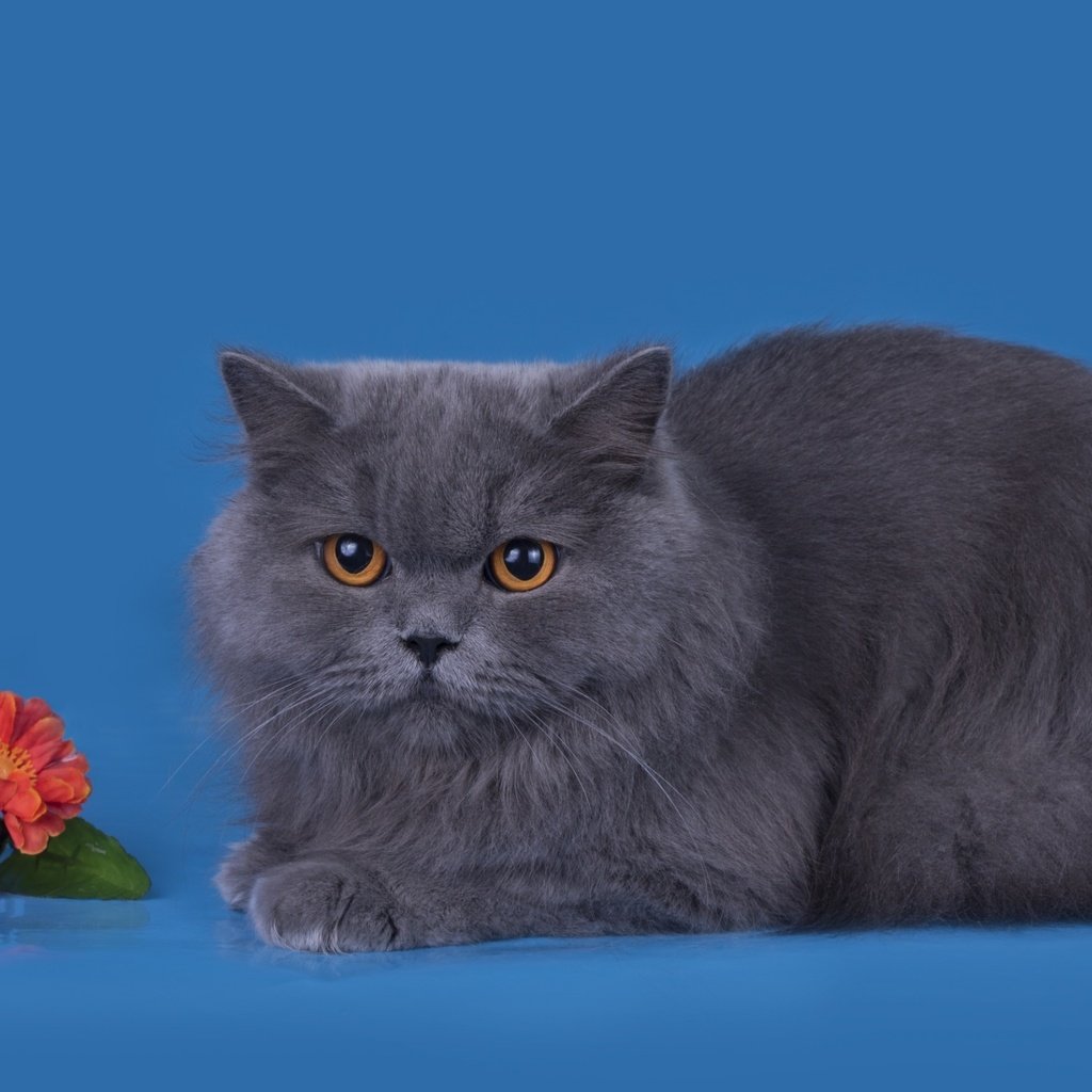 Обои цветы, фон, кот, мордочка, усы, кошка, взгляд, британская, flowers, background, cat, muzzle, mustache, look, british разрешение 2880x1800 Загрузить