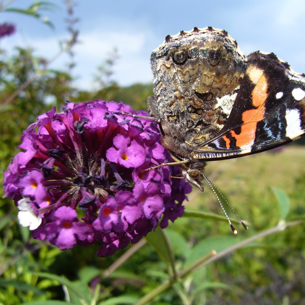 Обои насекомое, цветок, бабочка, крылья, адмирал, будлея, insect, flower, butterfly, wings, admiral разрешение 2816x2112 Загрузить