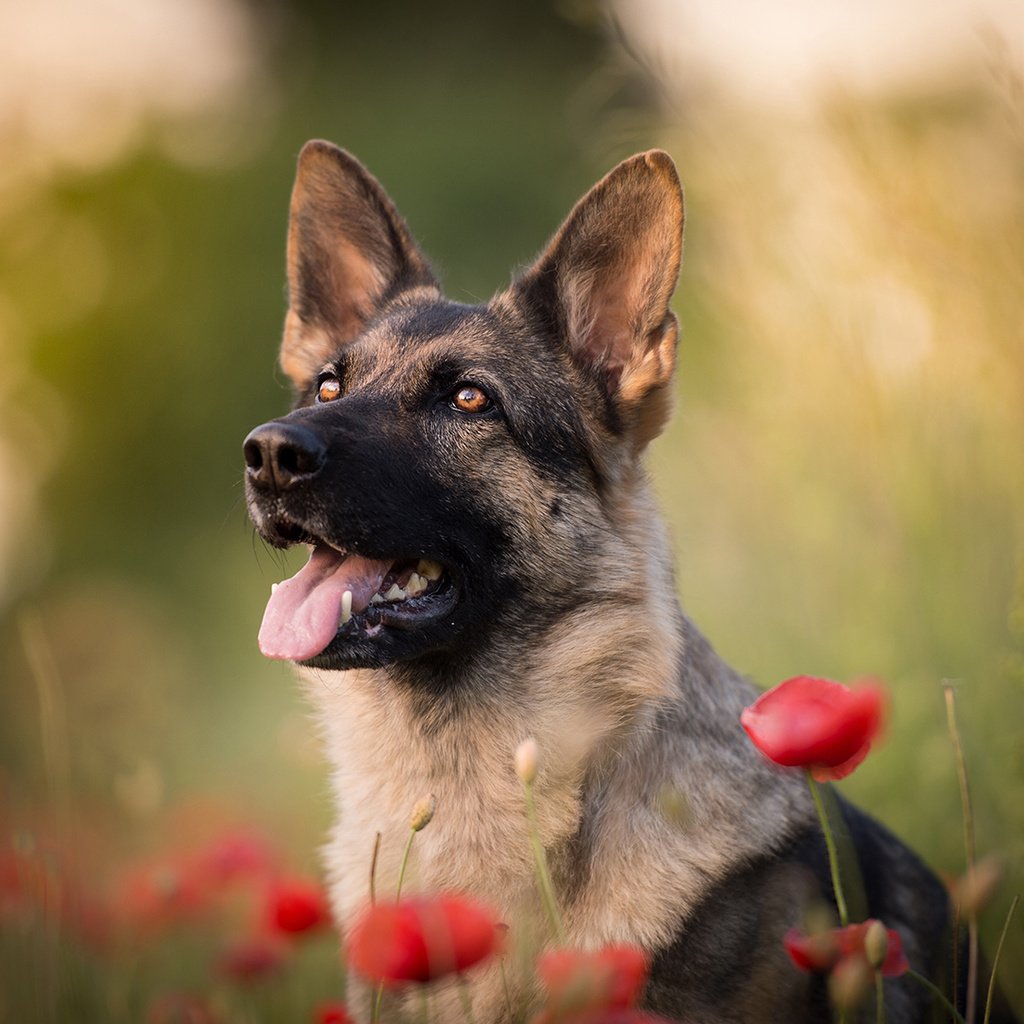 Обои цветы, собака, маки, язык, немецкая овчарка, flowers, dog, maki, language, german shepherd разрешение 1920x1200 Загрузить